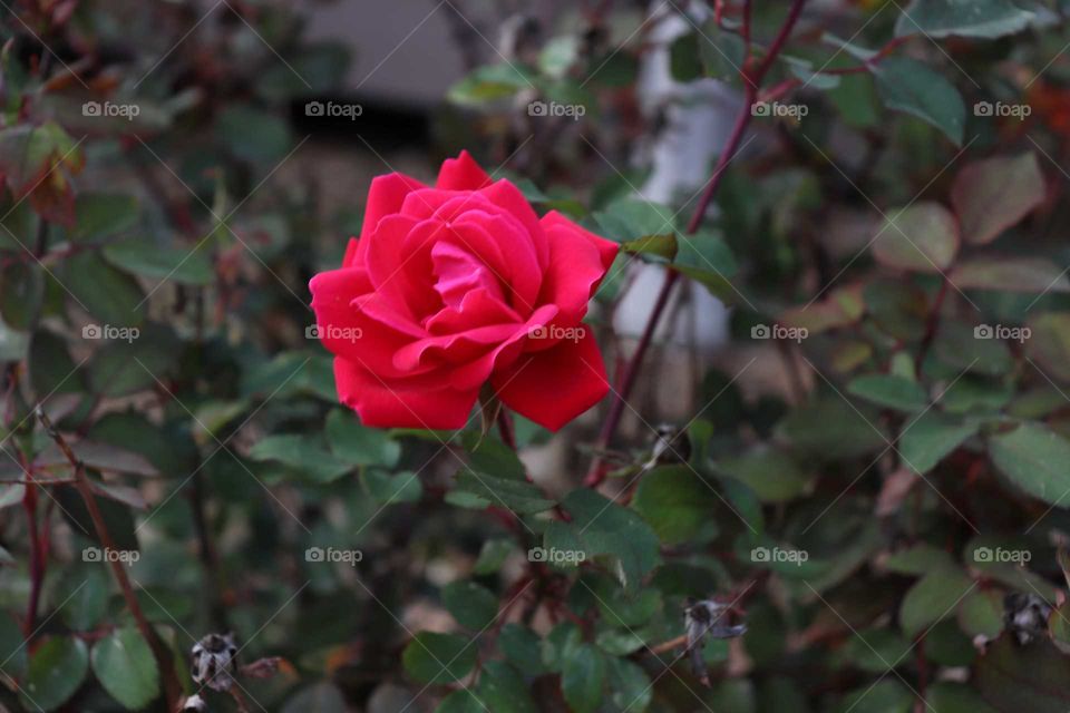 Single pink rose alone on a bush