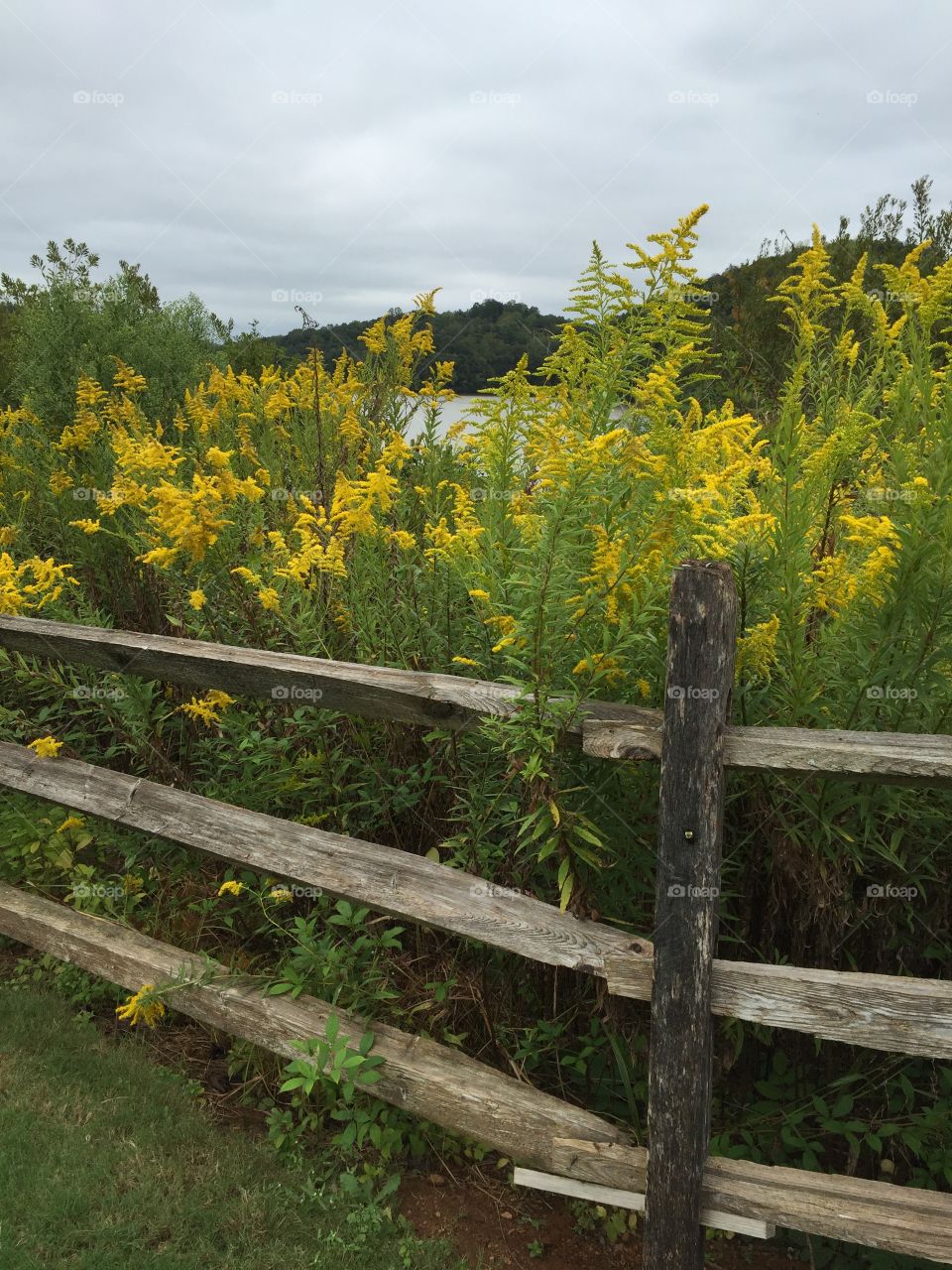 Close-up of flowers near fence