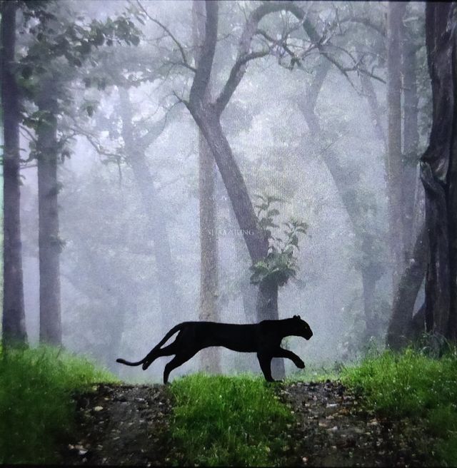 Black panther