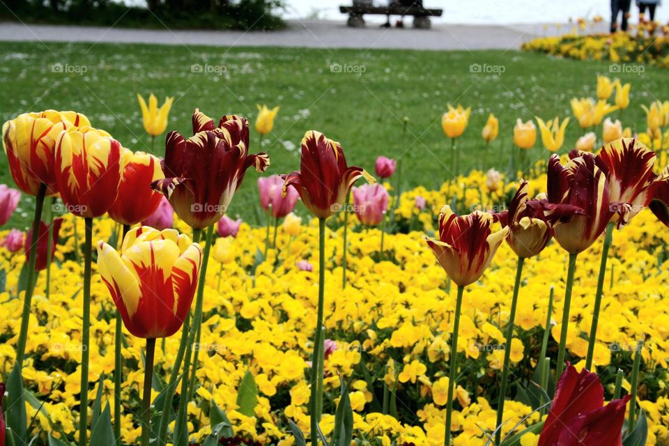 beautiful floral splendor