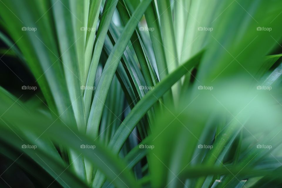 Pandanus amaryllifolius aka pandan leaf