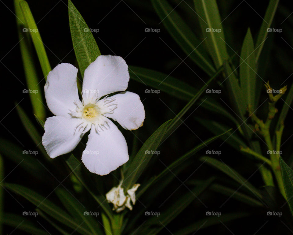 A flower photographed at night.