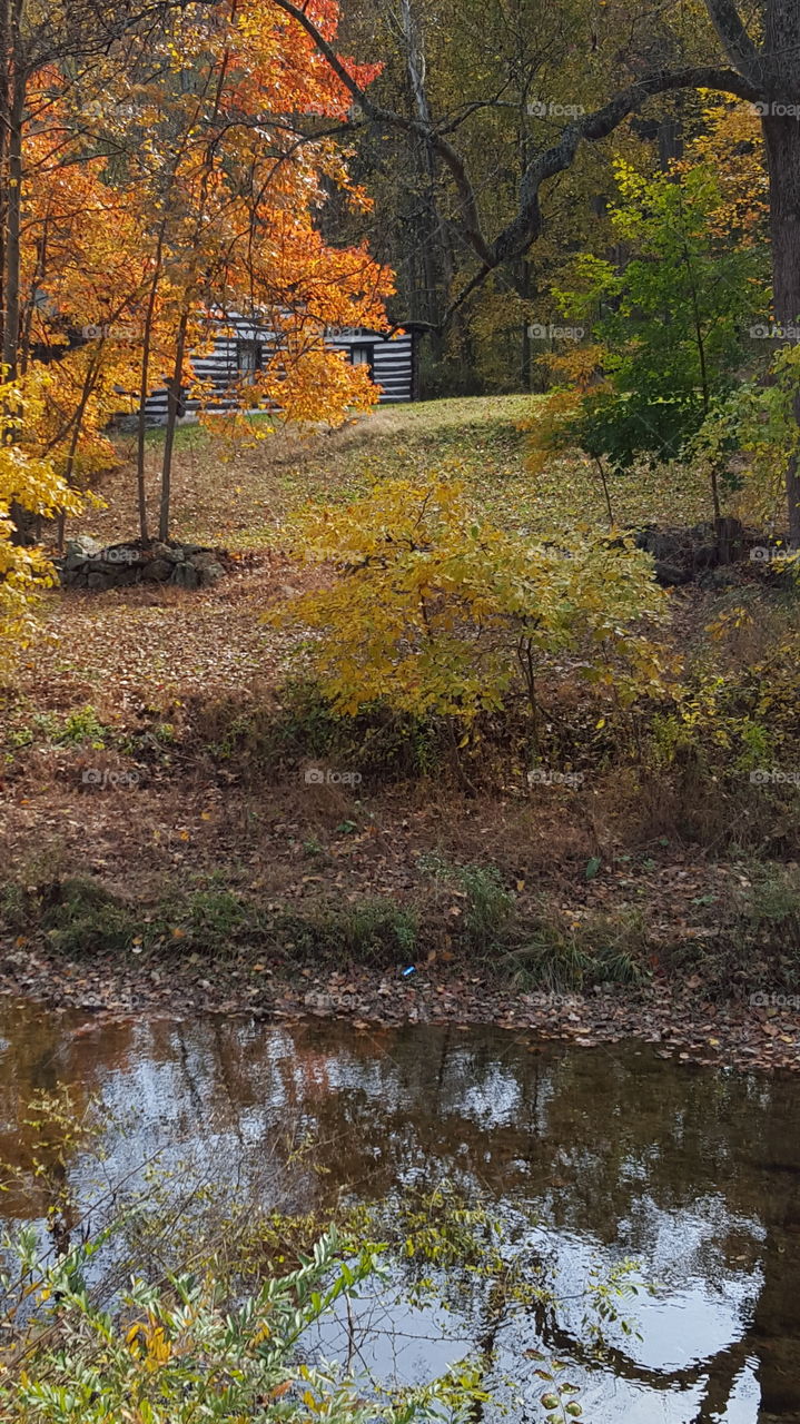 Fall, Leaf, Tree, Nature, Landscape