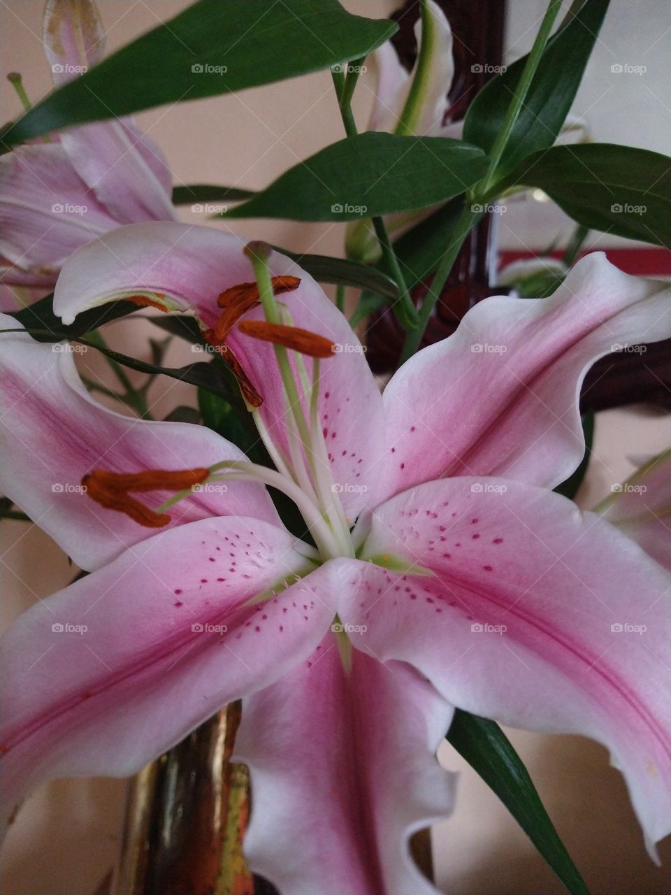 Pink lily