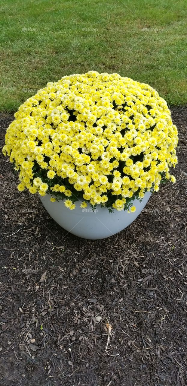 pot of yellow flowers