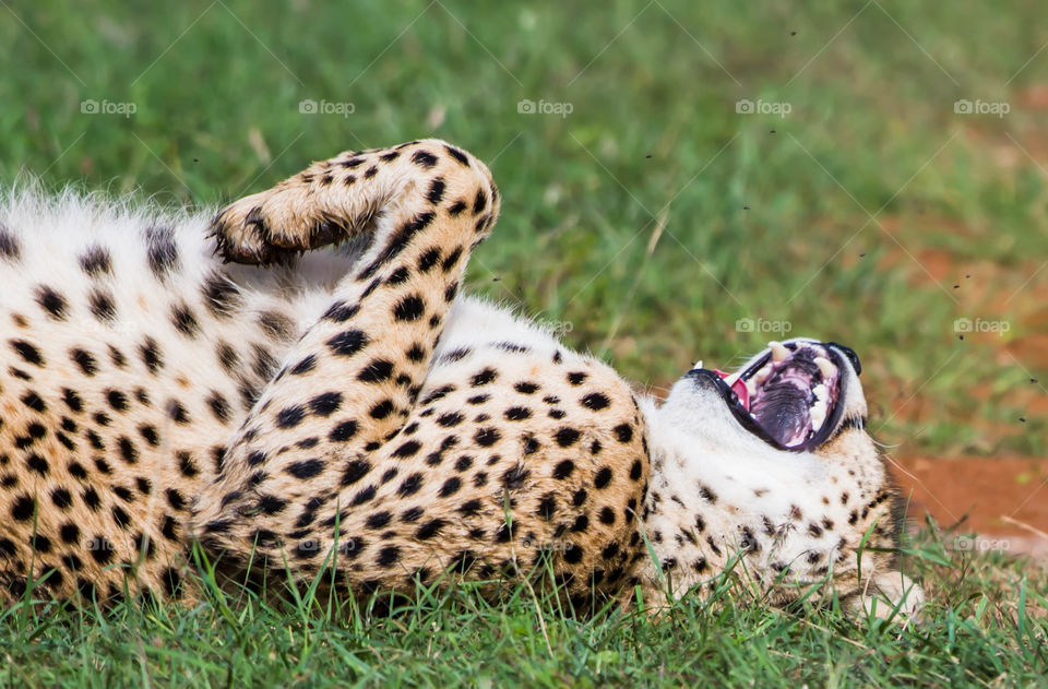 Cheetah (Acinonyx jubatus)_Maasai Mara_Kenya