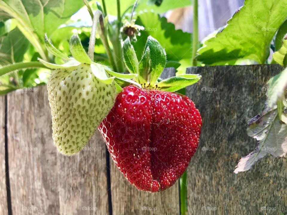 Organic strawberries fresh from my garden 