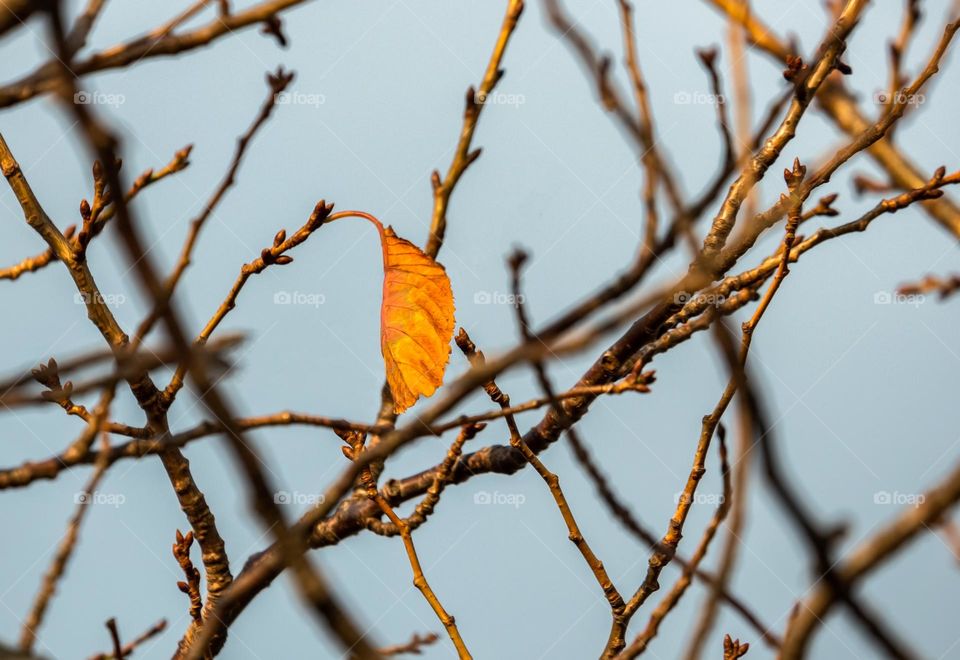 The Last leaf before winter