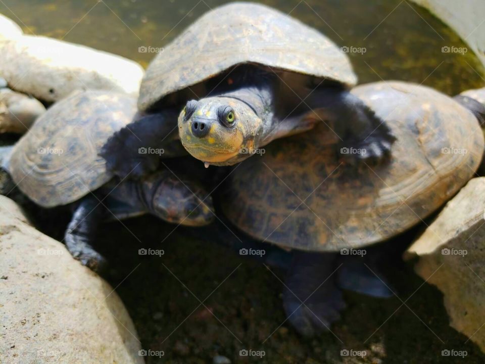 turtles, pets, ellipse shapes, ovals, nature