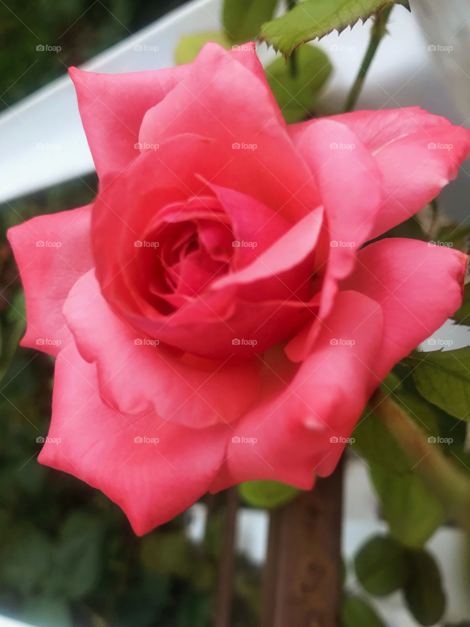 Pink Rose. 