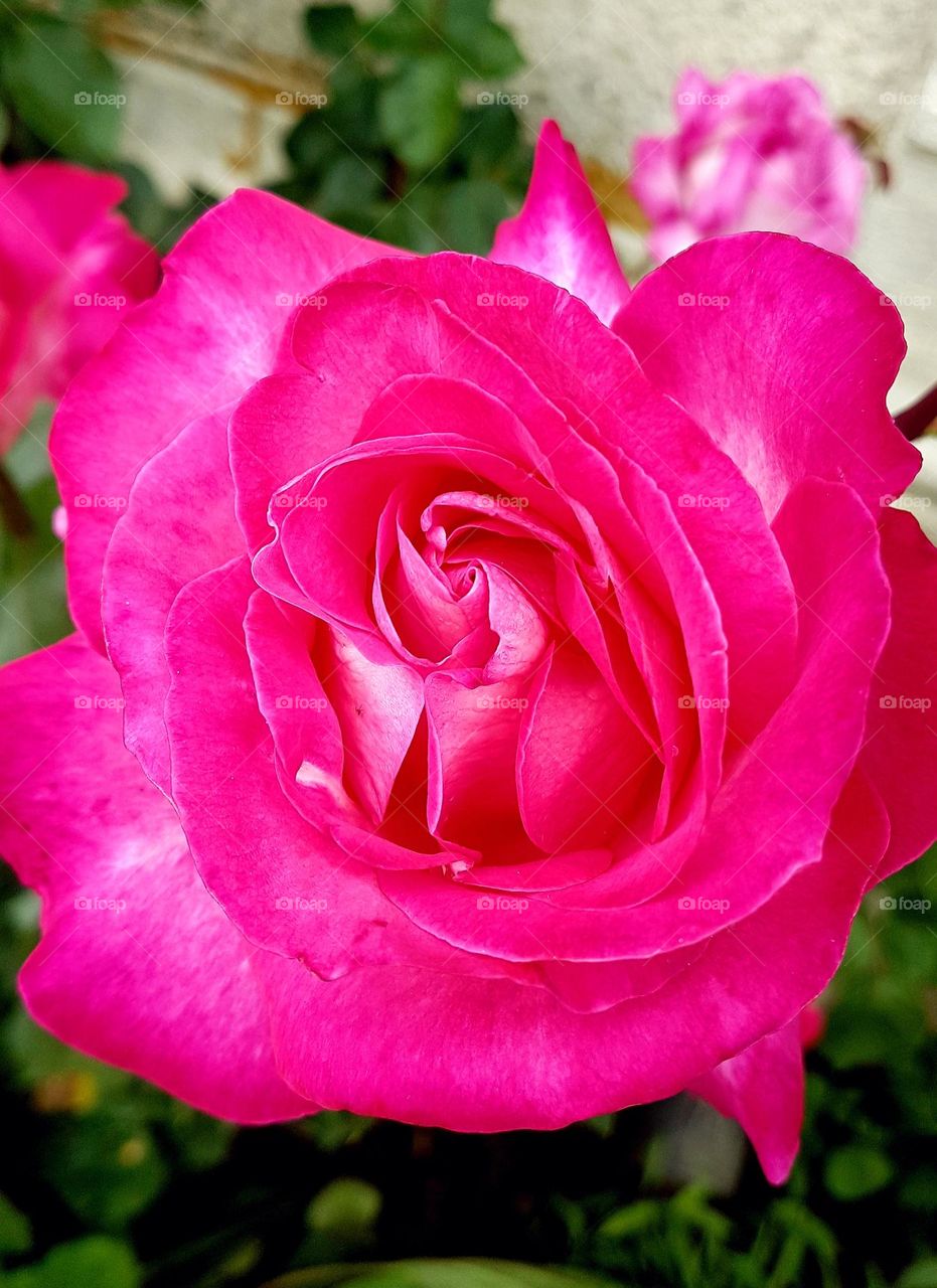 magenta rose