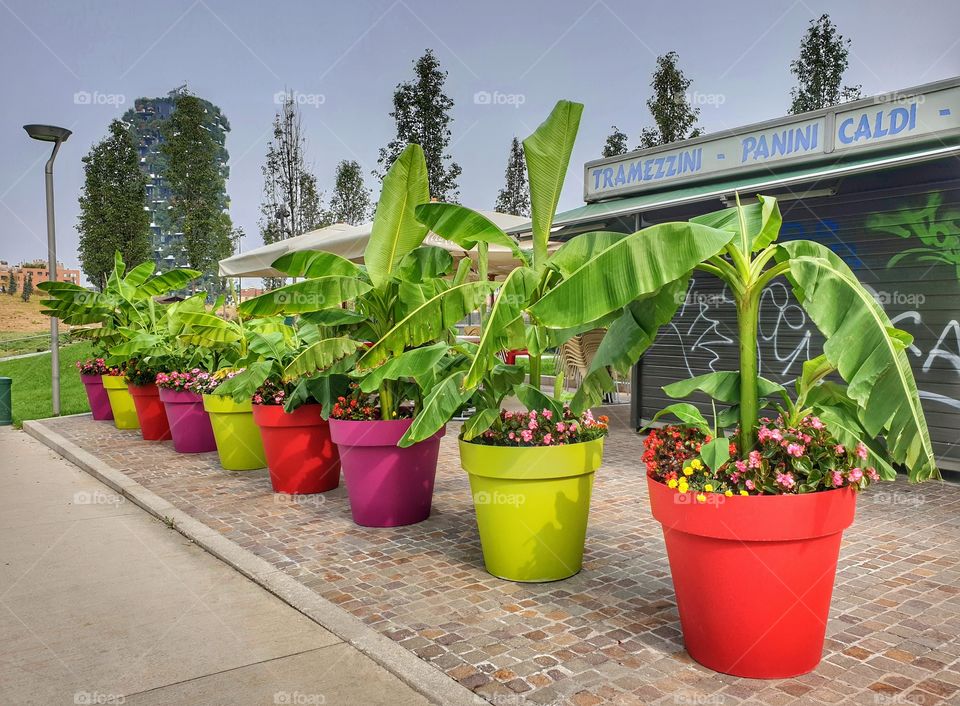 Banana palm trees in colorful pots
