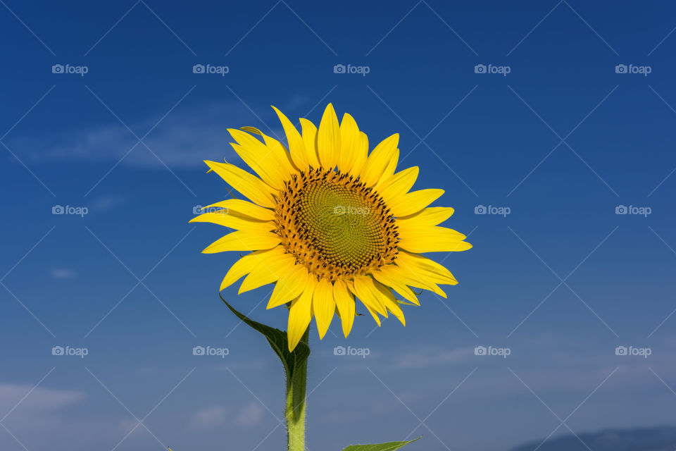 A simple sunflower in the blue sky