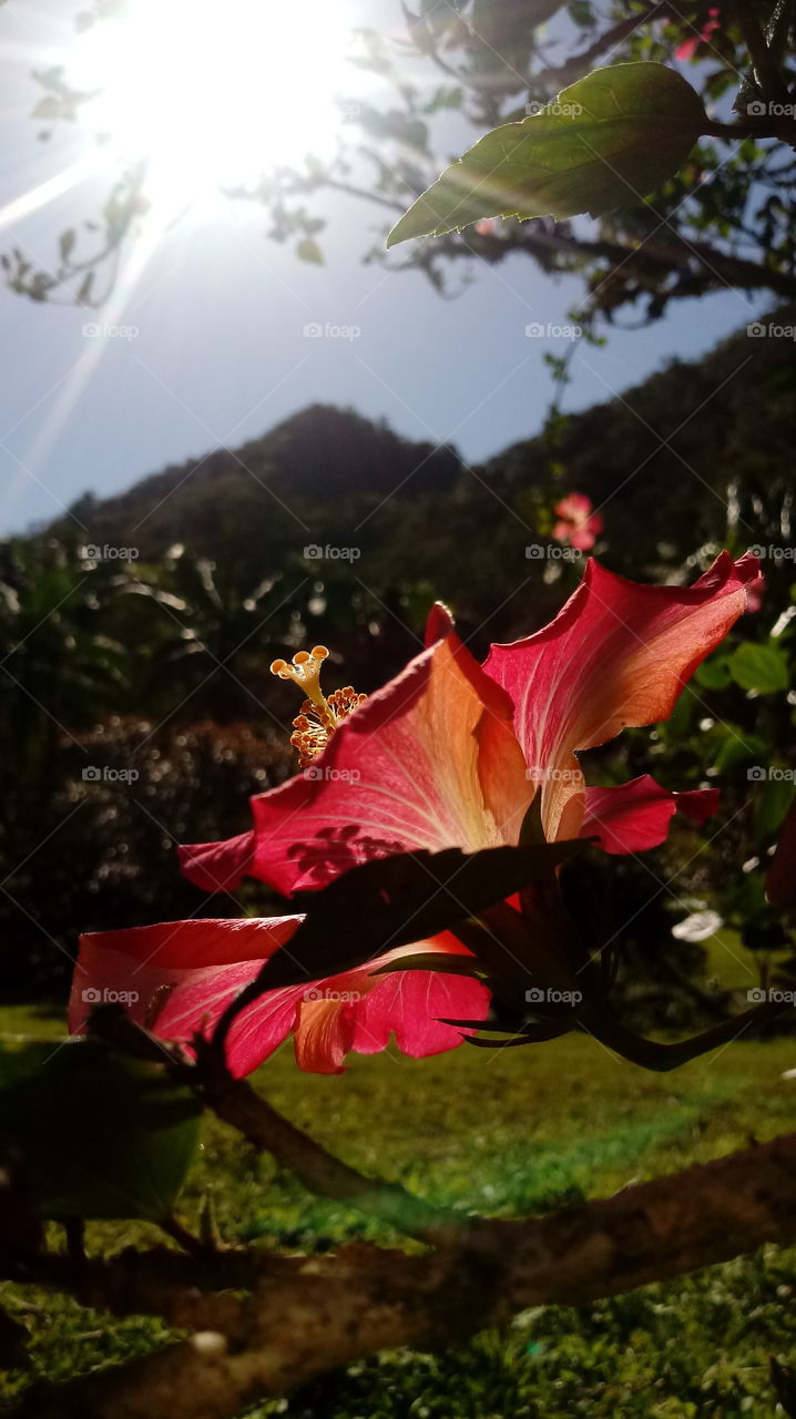 NATURAL NATURE NATUR GARTEN BLUME Hibiskus Rosen Sinensis