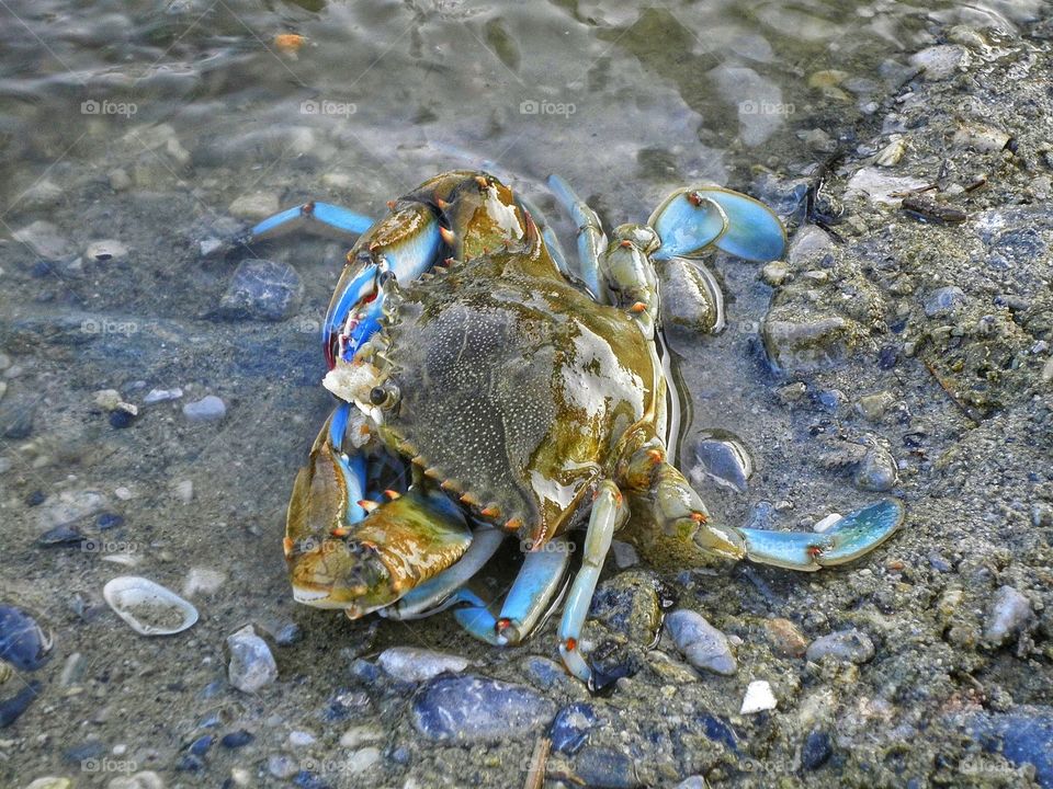 Crab