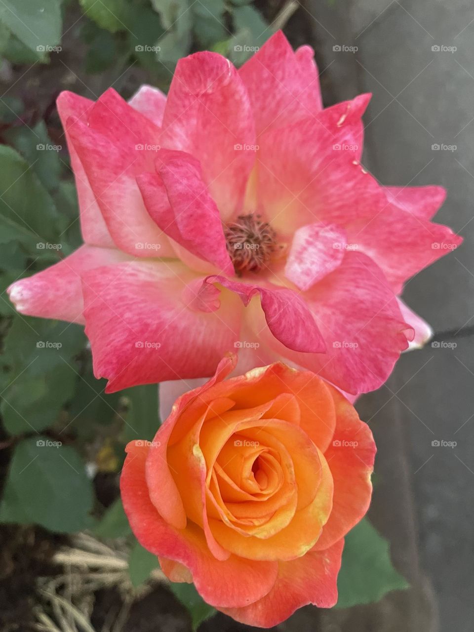 Flowers from my garden