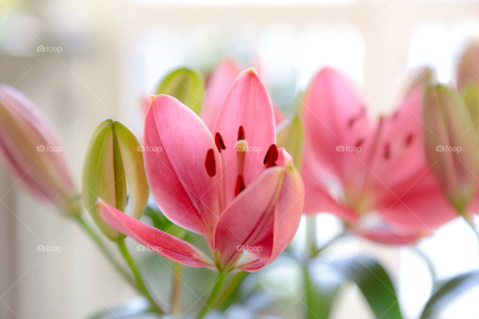 Pink flowers