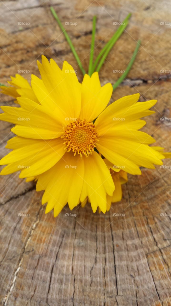 Yellow flower. Wildflower