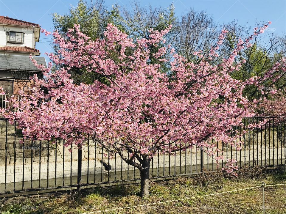 Beauty of japan cherry blossom