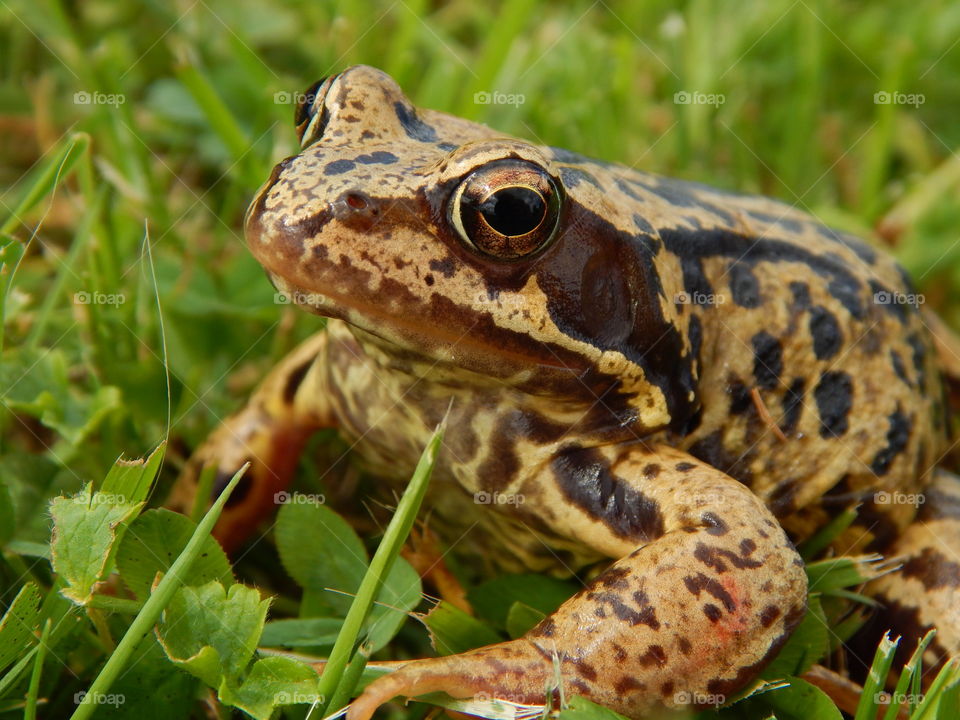 Frog with beautiful eyes sitting in the grass