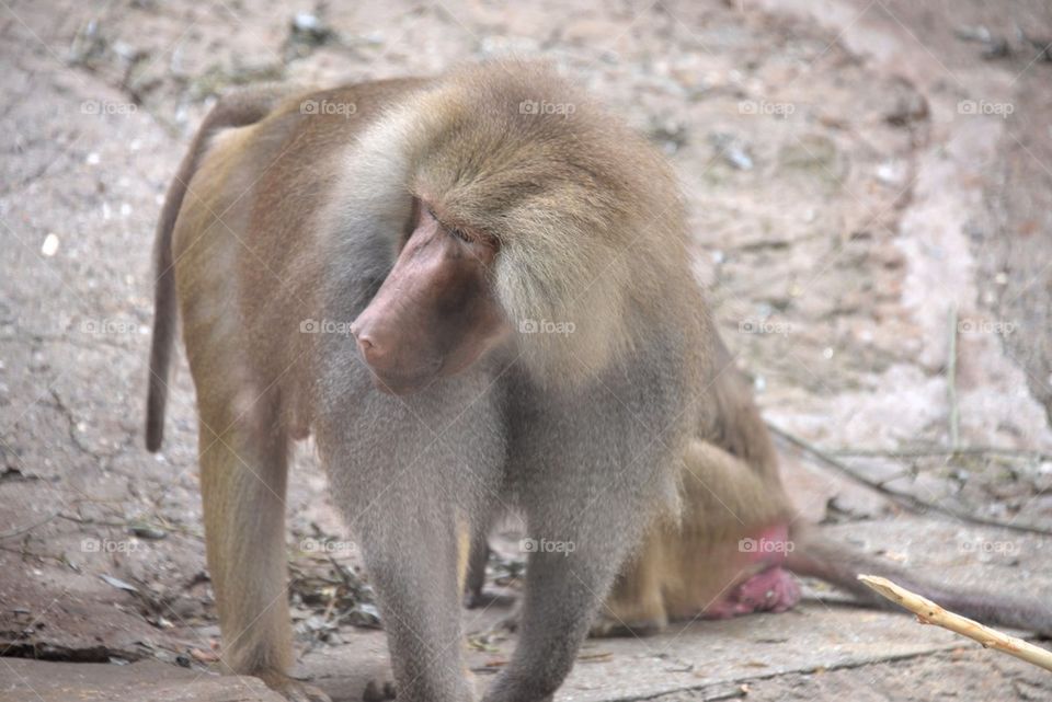 Baboon