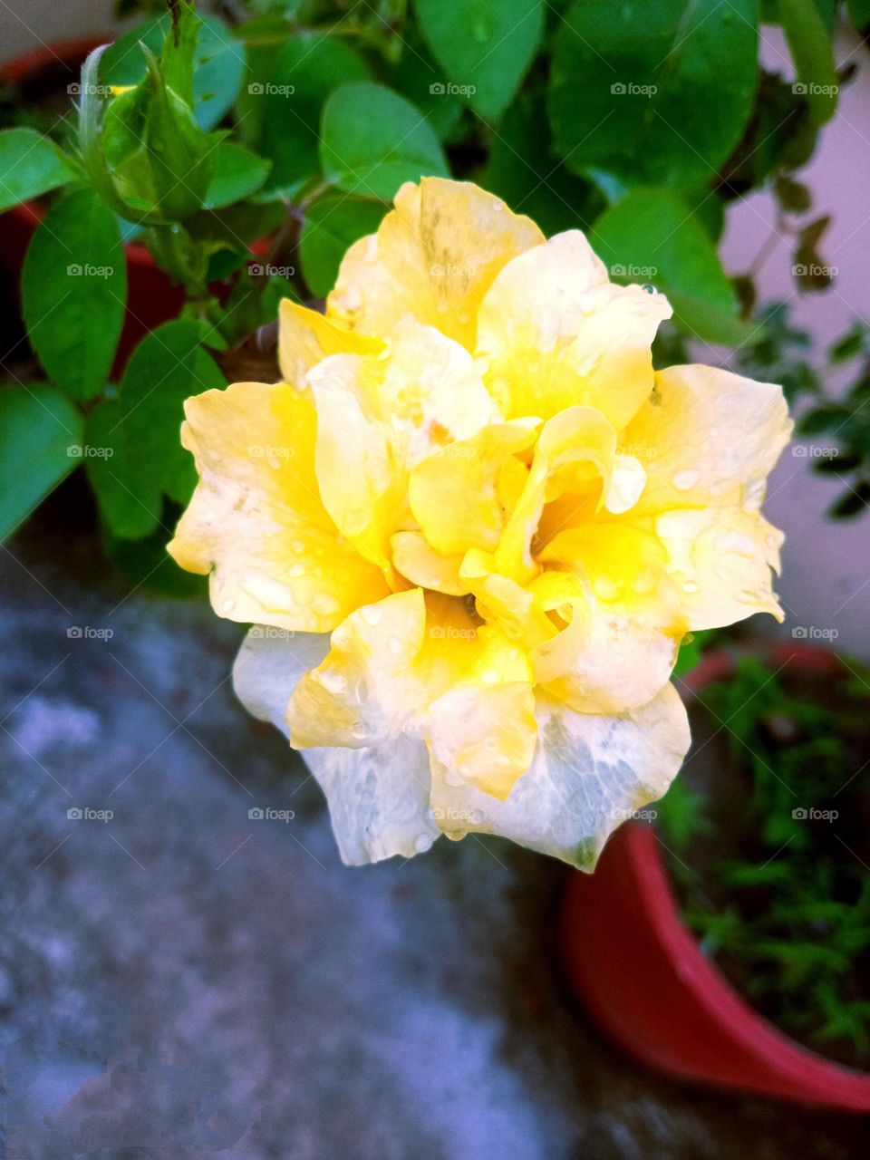 beautiful yellow🟡 rose 🌹flower🌺🌻🌹🌷in our garden