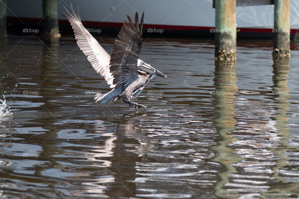 Bird, Water, Nature, Wildlife, Outdoors