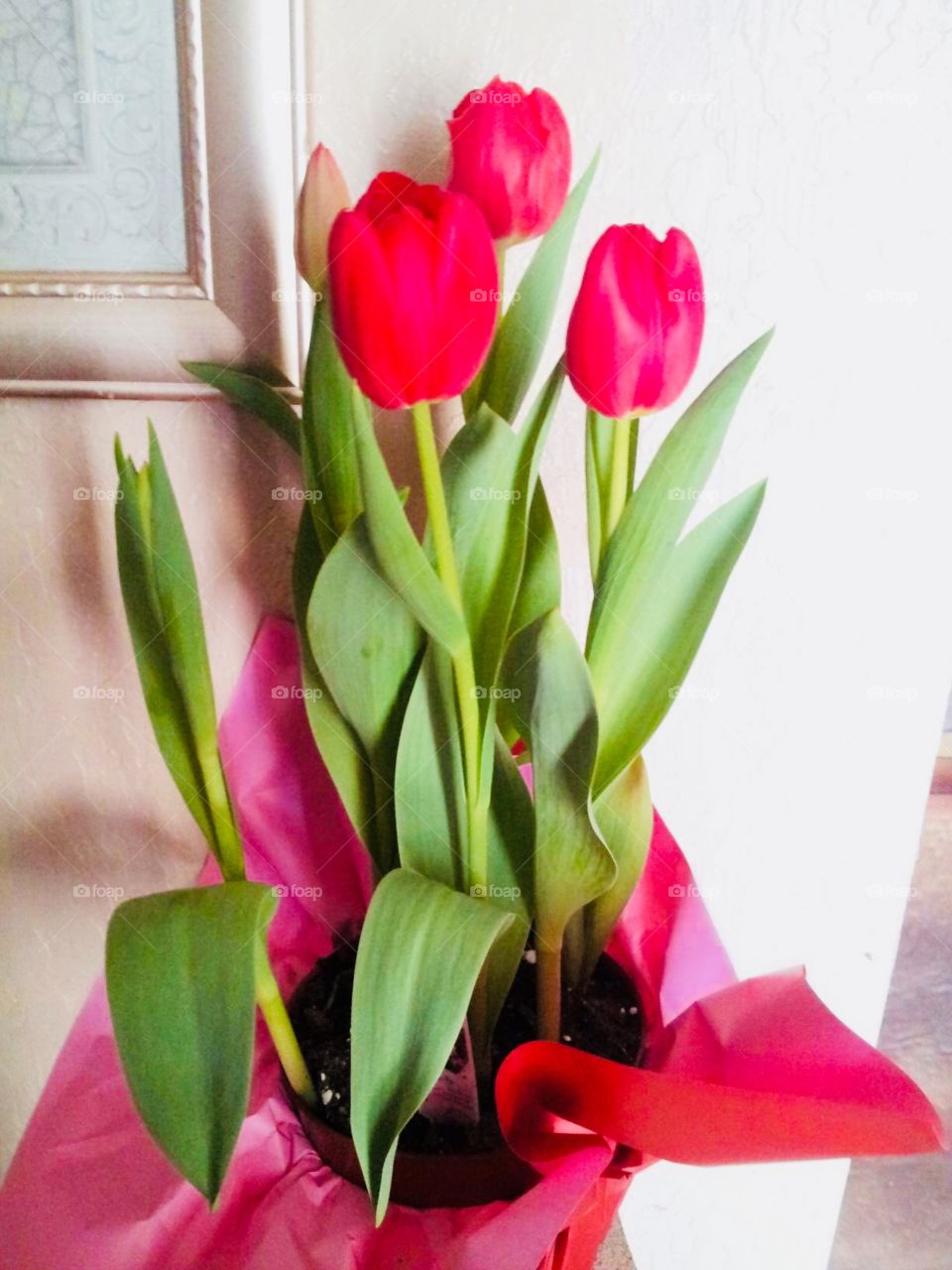 Tulip flowers given to me from my dad! #daddysgirl 