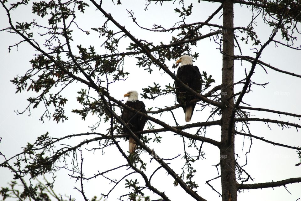 Bald eagle pair