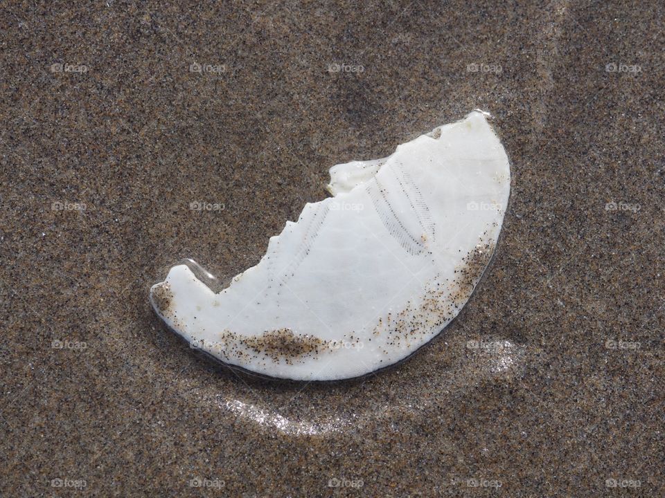 Sand dollar shell