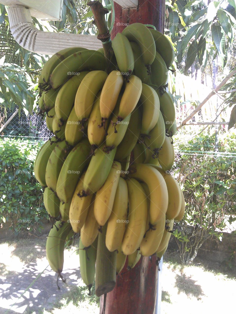 fresh bananas. fresh bananas from the garden