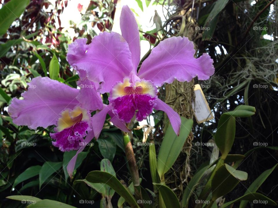 Orchids