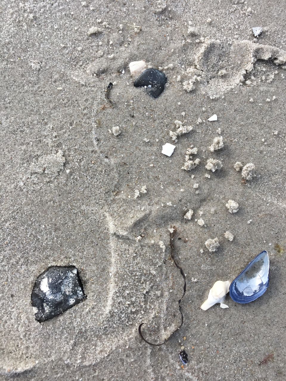 Shells and rock on beach 