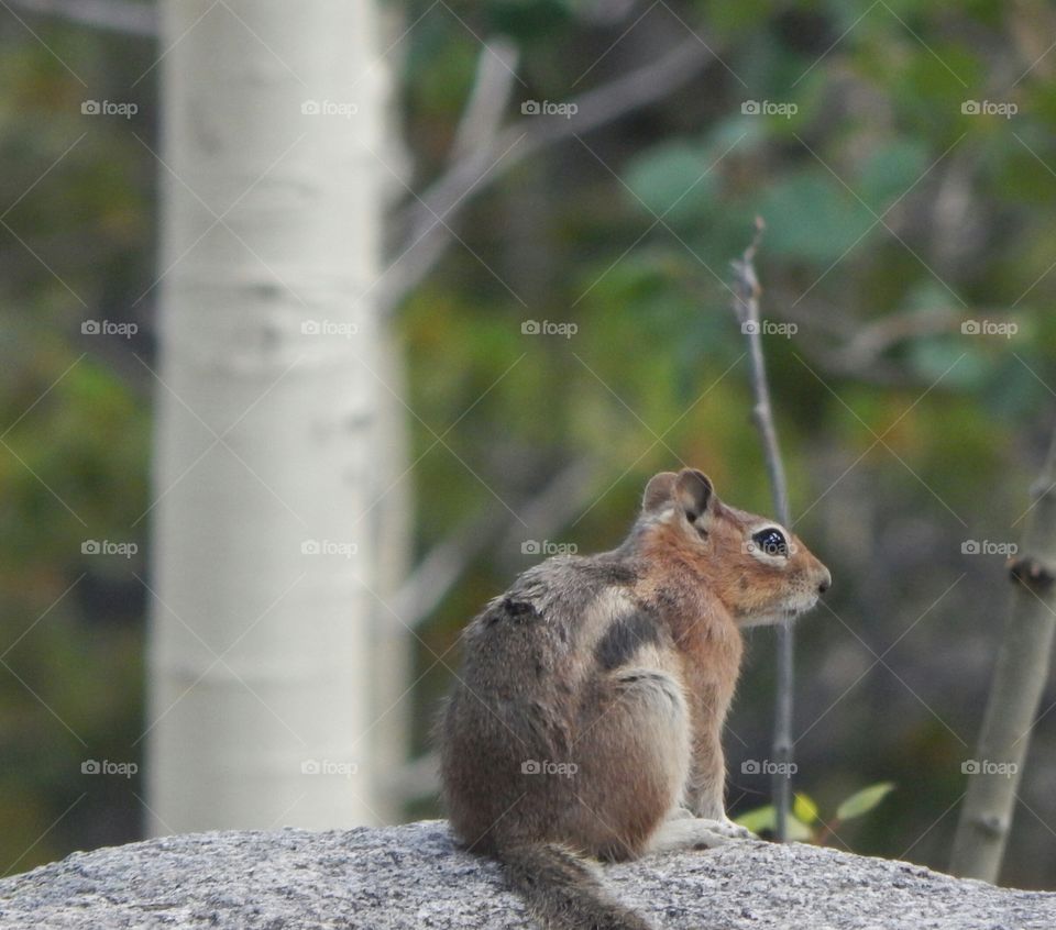 A chipmunk atop a rock, looking out over its surroundings.