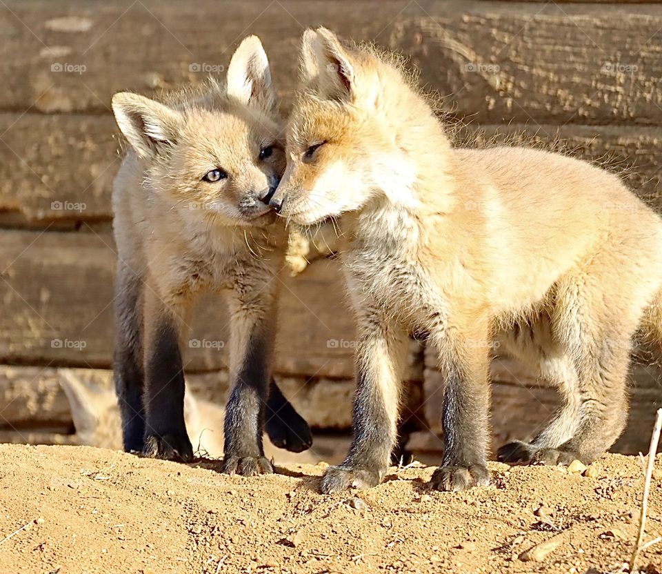 Happy little moment between these two fox kits!  