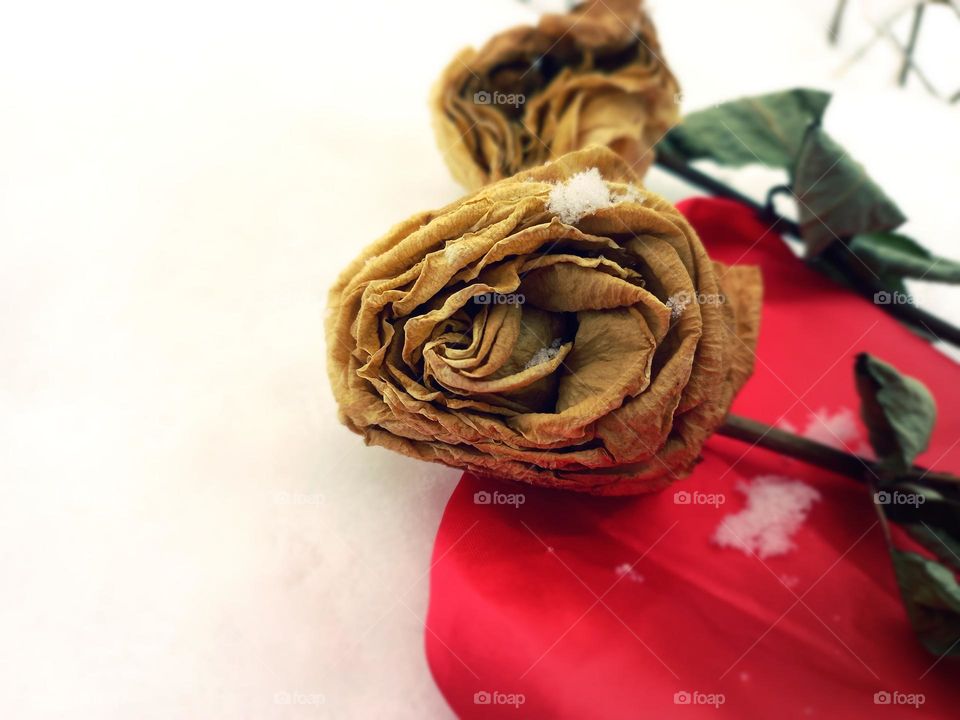 dried roses in the snow