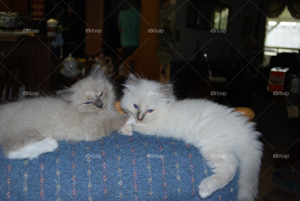 Two kittens on chair