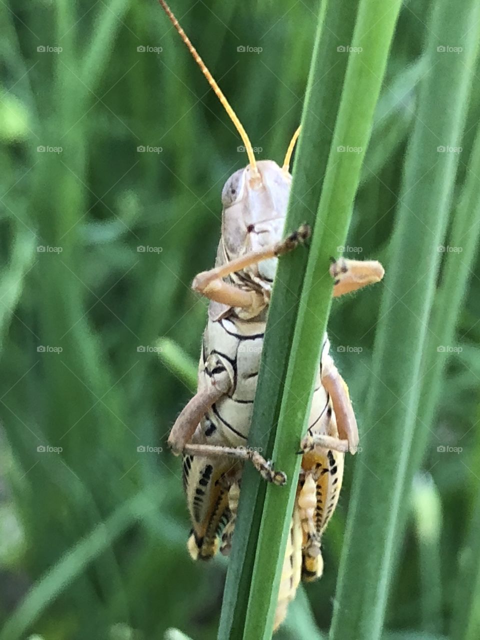 Lovely grasshopper trying to hide