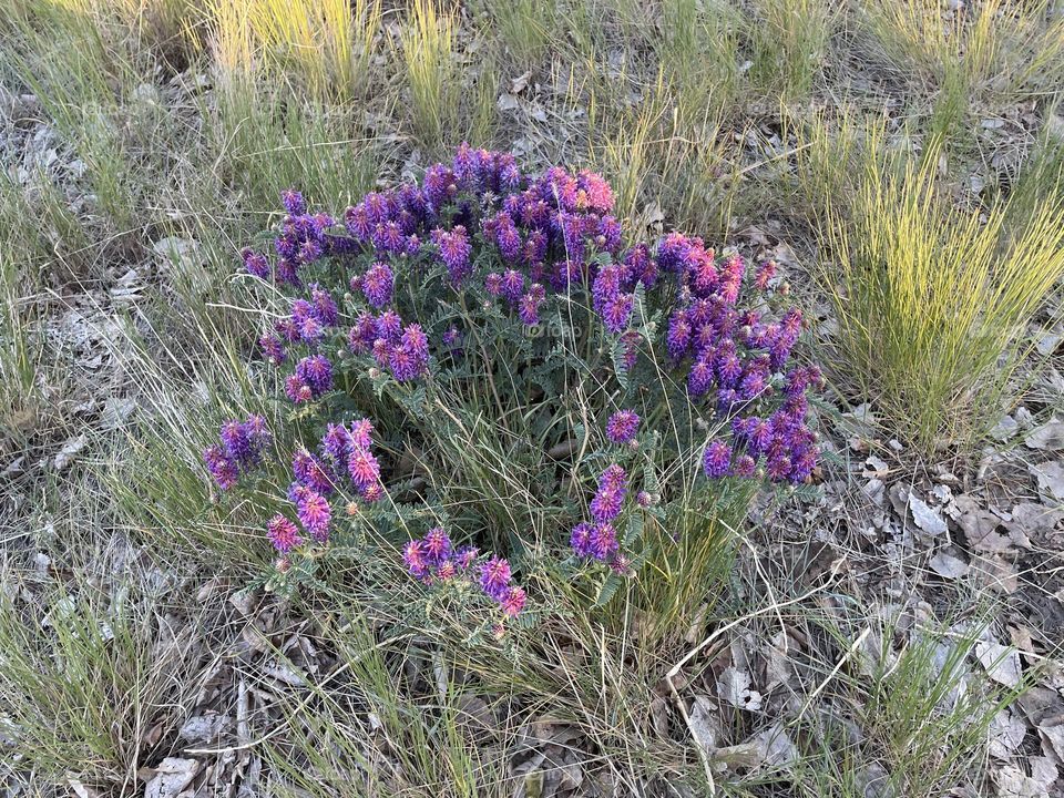 This is a prickly, pink and purple plant, which I think is from the cactus family, growing on the hills in Medicine Hat, Alberta, Canada, taken with my iPhone 12, they survive our warmer weathers and drought seasons!