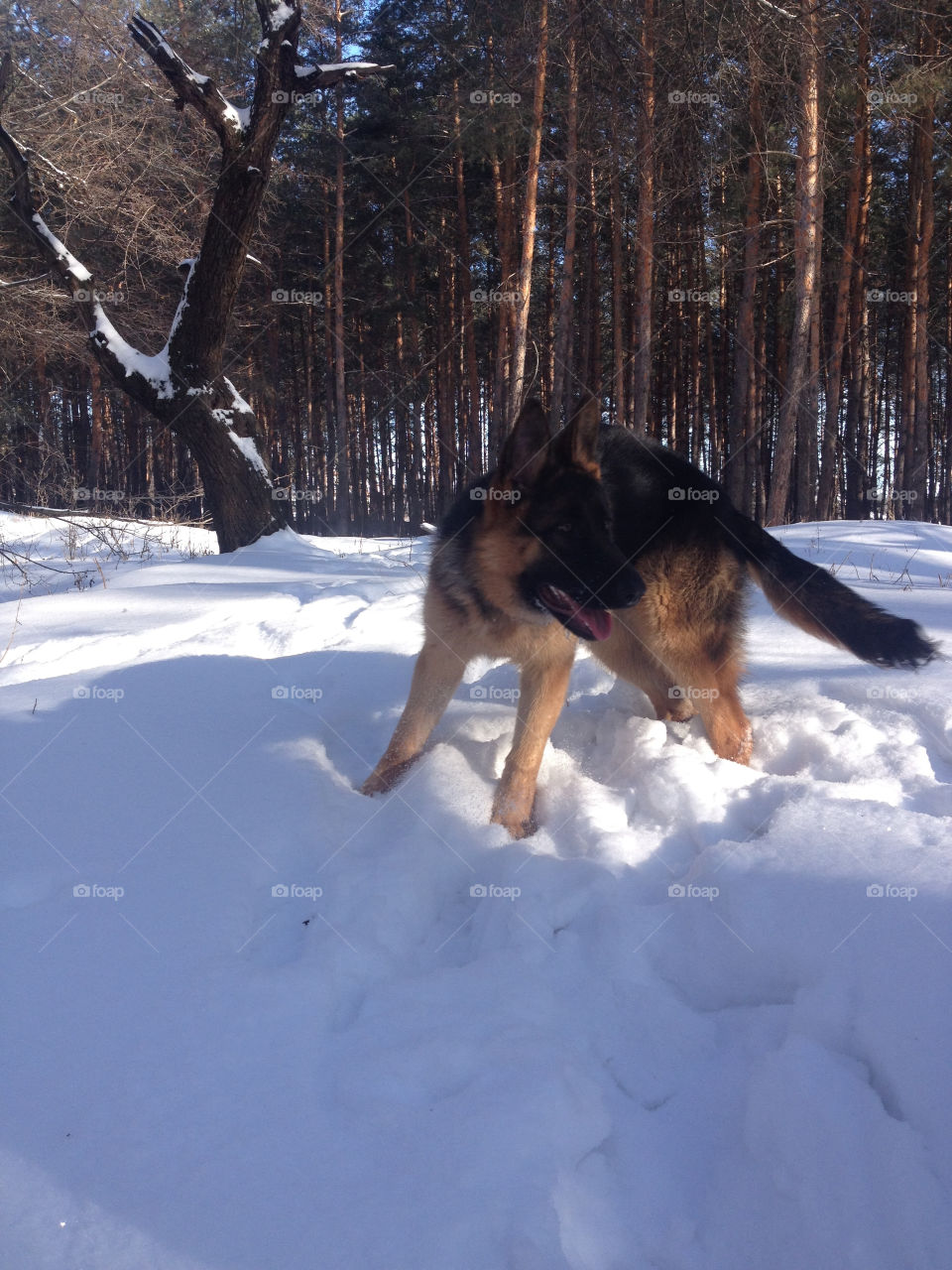 Young shepherd playing on the snow 