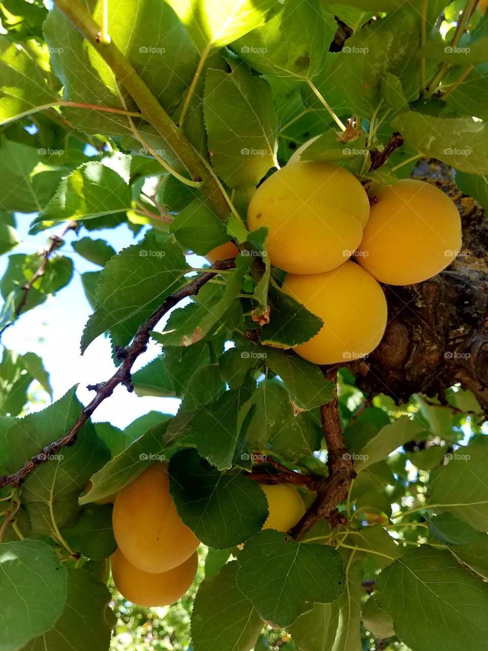 apricot tree