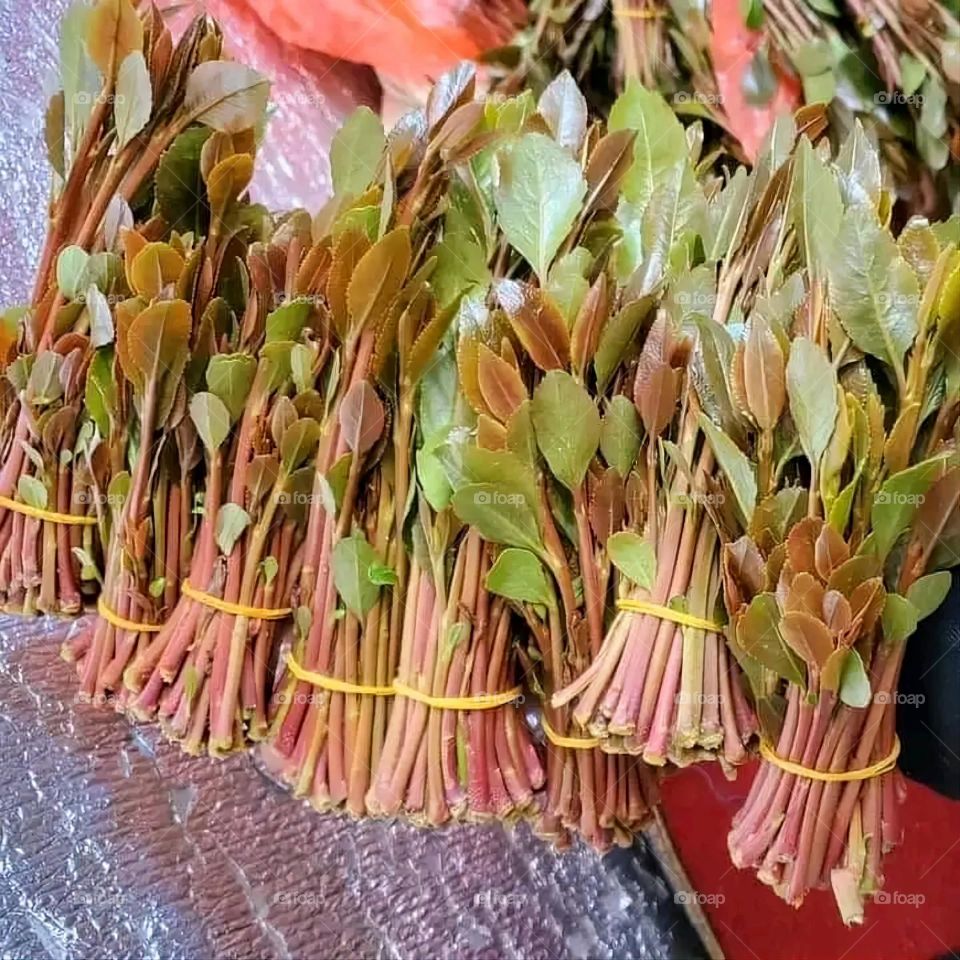 A very beautiful picture, and there is no better picture than it. There is no better picture of green herbs and colorful, red and white roses than it. Glory be to God, the natural and picturesque view, and there is no more