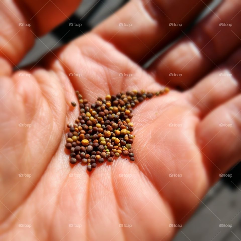 colorful kale seeds