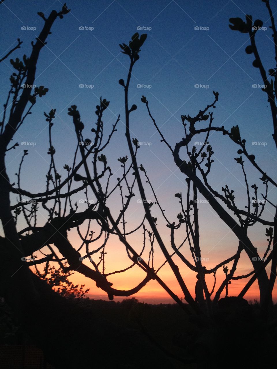 Silhouette of plant during sunset