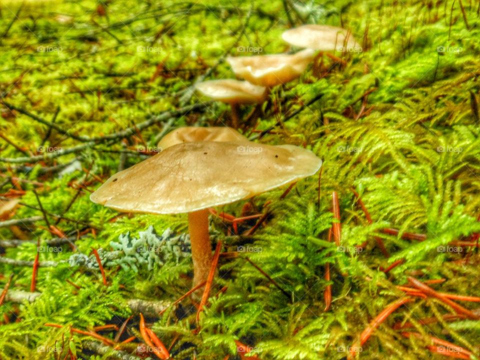 Mushrooms and moss