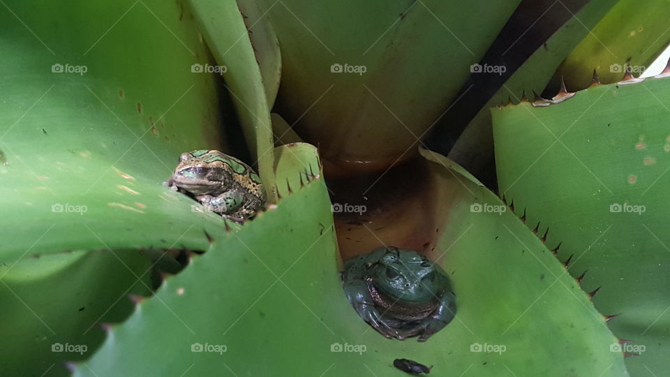 Frog, No Person, Reptile, Leaf, Amphibian