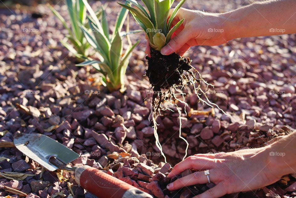 agriculture