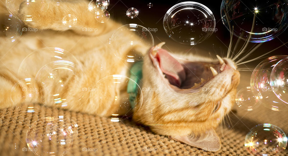 Cat playing with bubbles
