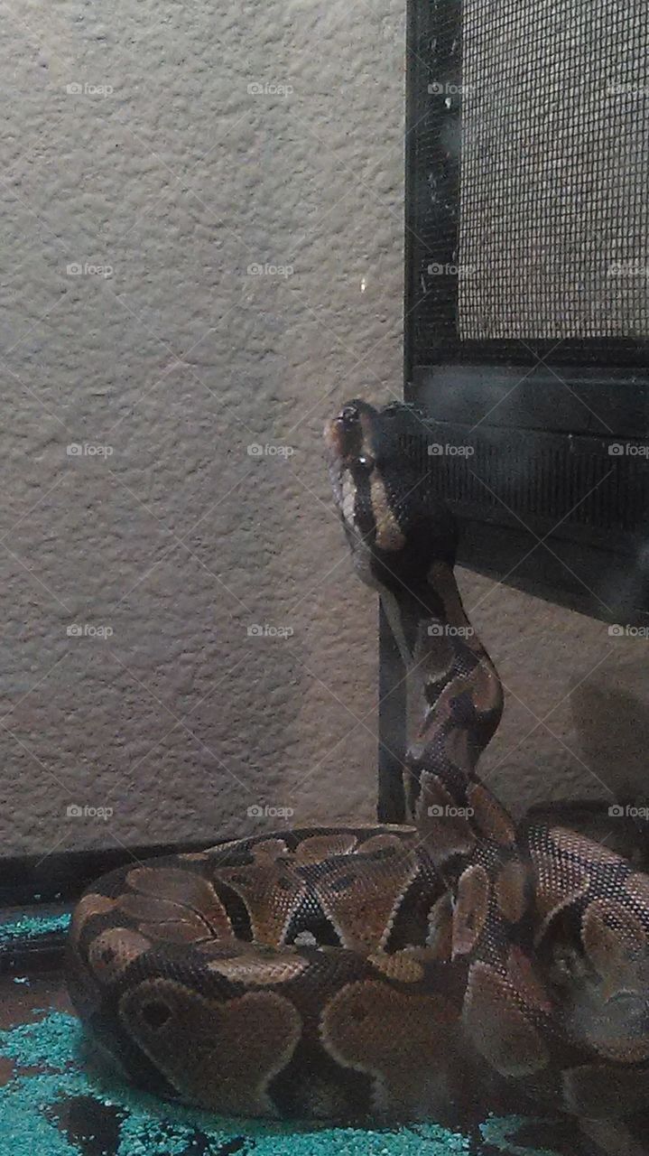 snake scaling cage