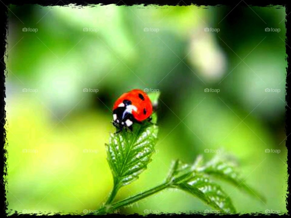 ladybug 